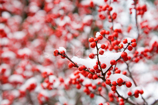 Hawthorn berries Stock photo © alexeys