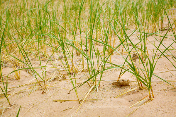 Dune grasses Stock photo © alexeys