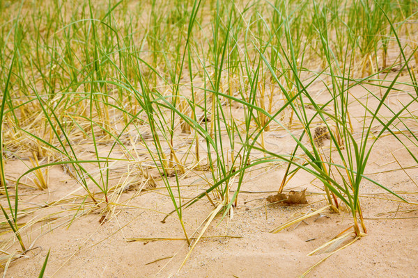 Dune grasses Stock photo © alexeys