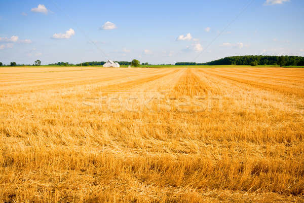 Stock foto: Ackerland · Weizenfeld · Bauernhof · zentrale · Indiana · Wolken