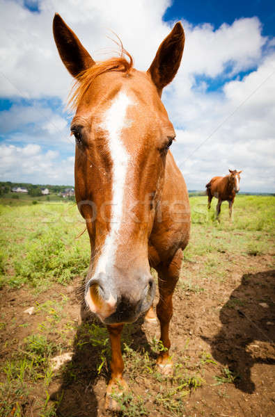 Cavalo para cima fechar imagem fazenda Foto stock © alexeys