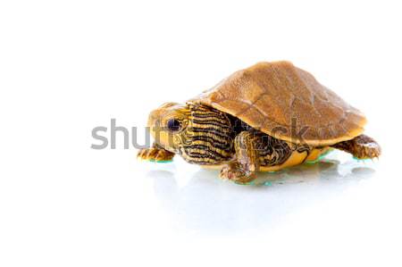 Baby turtle Stock photo © alexeys