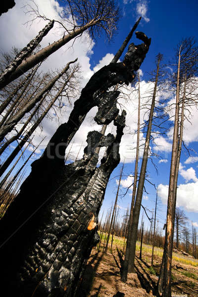 Charred tree Stock photo © alexeys
