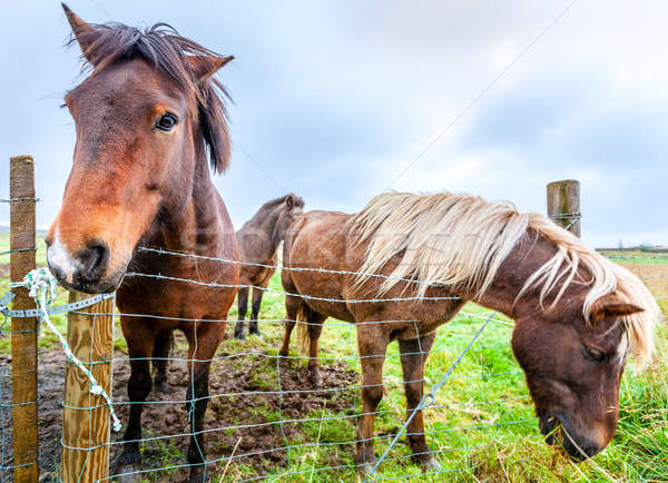 Icelandic ponies Stock photo © alexeys