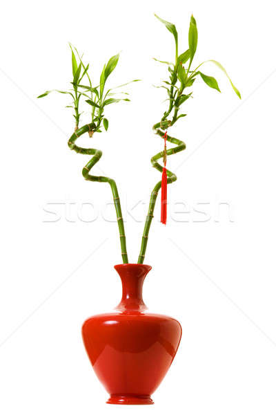 Gelukkig bamboe twee Rood vaas geïsoleerd Stockfoto © alexeys