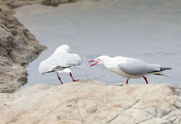 Red-Billed Gulls Stock photo © alexeys