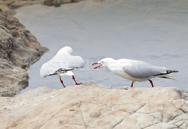 Red-Billed Gulls Stock photo © alexeys