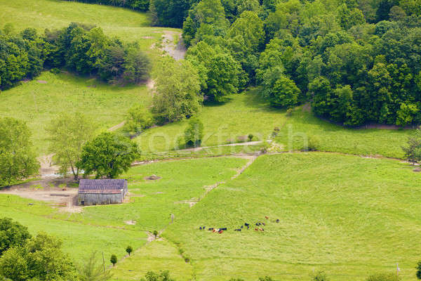 Ackerland Vögel Auge Ansicht Rinder Gras Stock foto © alexeys