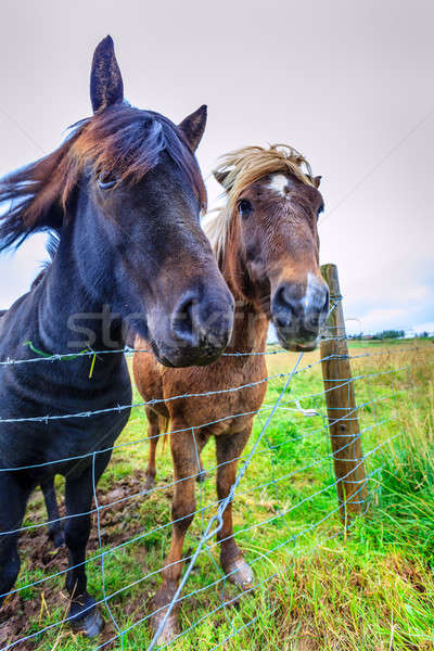 Gospodarstwa Islandia konia portret zwierząt ogrodzenia Zdjęcia stock © alexeys