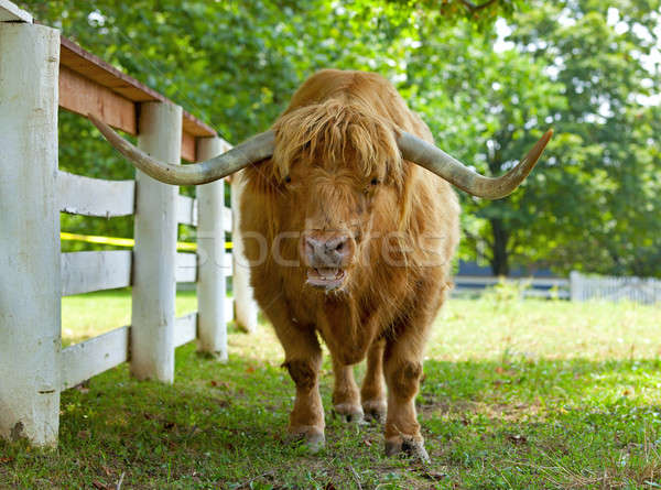 Ox primo piano ritratto toro farm capelli Foto d'archivio © alexeys