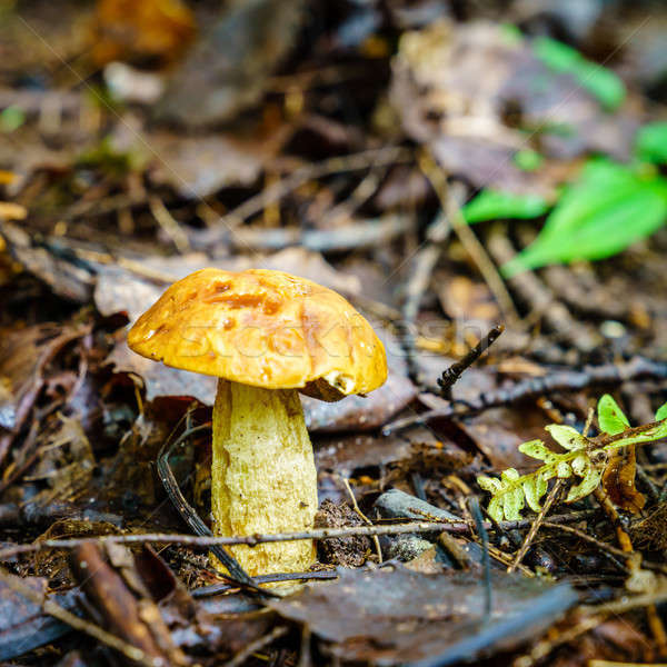 Short-stalked Suillus Stock photo © alexeys