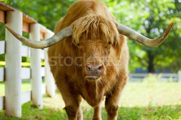 Ox primo piano ritratto toro farm capelli Foto d'archivio © alexeys