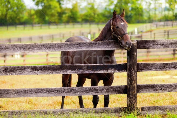 Konia gospodarstwa obraz piękna brązowy stałego Zdjęcia stock © alexeys