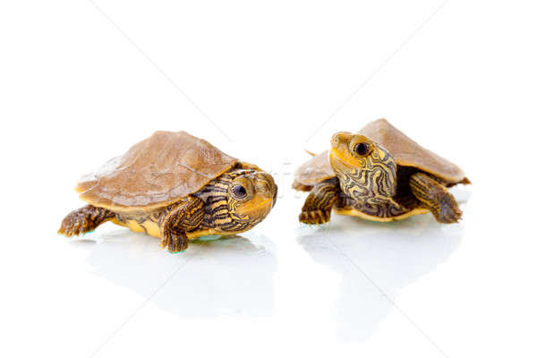 Baby turtles Stock photo © alexeys