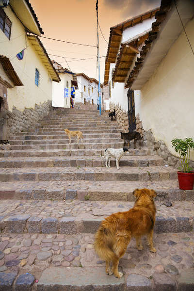 Cusco dogs Stock photo © alexeys