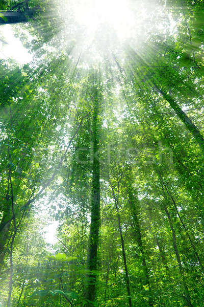 Sunshine in the forest Stock photo © alexeys