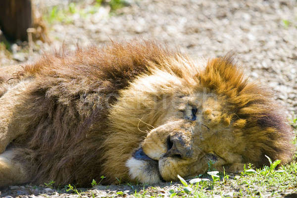 Roi lion dormir soleil félin sauvetage [[stock_photo]] © alexeys