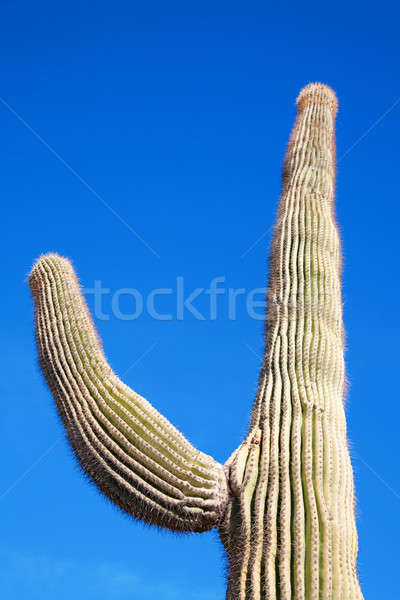 Arizona cactus Stock photo © alexeys