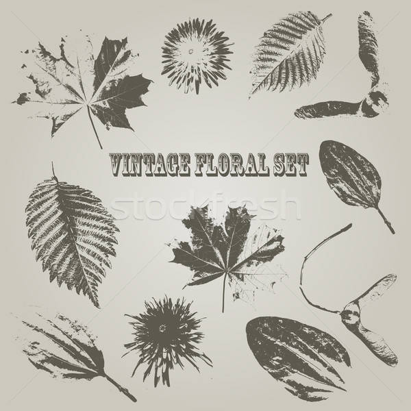 Vector Vintage Style Floral Elements Stock photo © alexmakarova