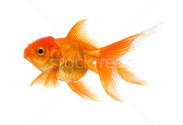 Goldfish aislado blanco oro subacuático frescos Foto stock © Alexstar