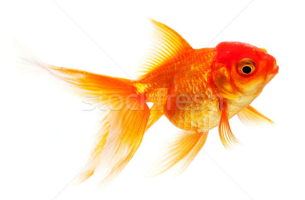 Goldfish odizolowany biały szkła podwodne skali Zdjęcia stock © Alexstar