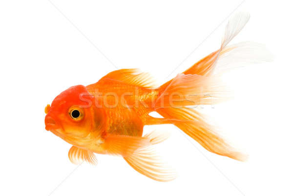 Goldfisch isoliert weiß Hintergrund Ozean Farbe Stock foto © Alexstar