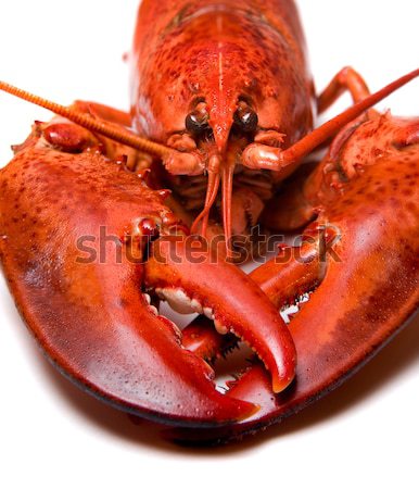 Lobster Stock photo © Alexstar