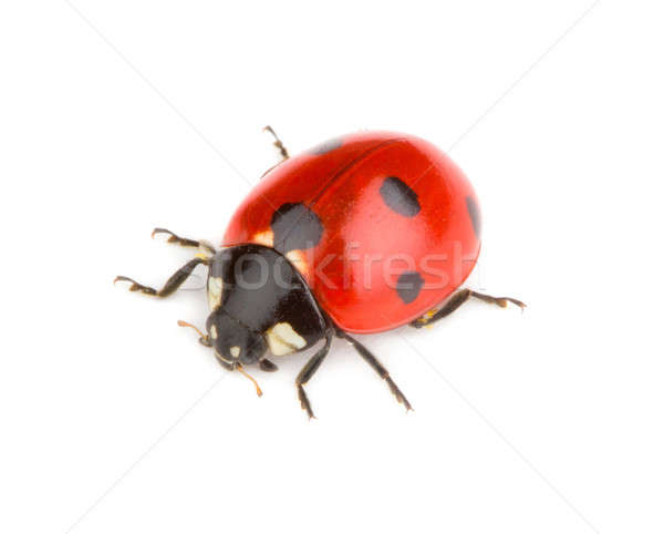 ladybug Stock photo © Alexstar