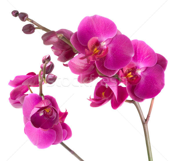 Orchidee weiß Blume Schönheit Objekt isoliert Stock foto © Alexstar