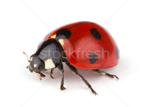 Ladybug белый природы животного студию ошибка Сток-фото © Alexstar
