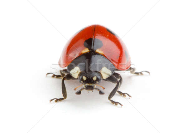 Ladybug biały charakter zwierząt studio błąd Zdjęcia stock © Alexstar