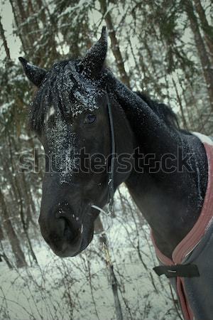 зима лес лошади деревья дерево природы Сток-фото © Aliftin