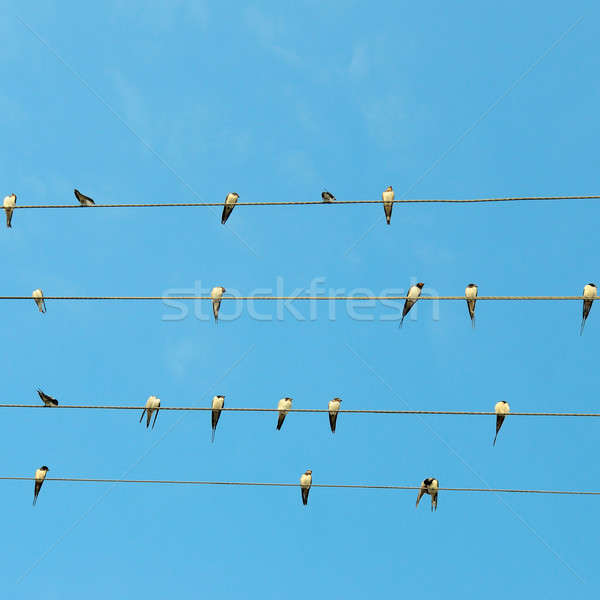 flock of swallows on blue sky background Stock photo © alinamd