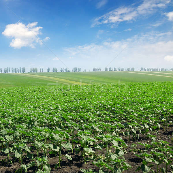 field sprouts sunflower and blue sky Stock photo © alinamd