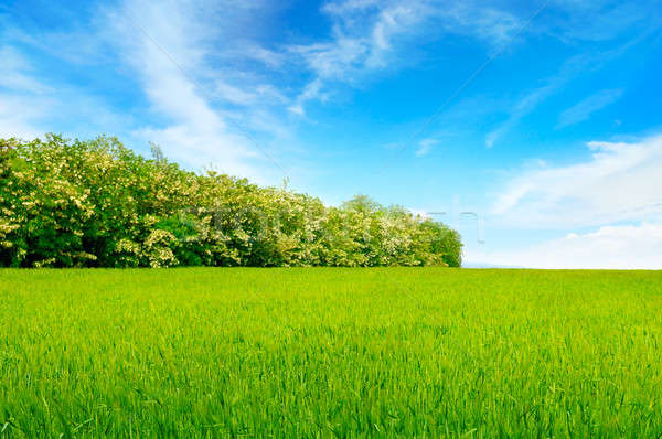 wheaten field, blue sky and locust tree. Stock photo © alinamd