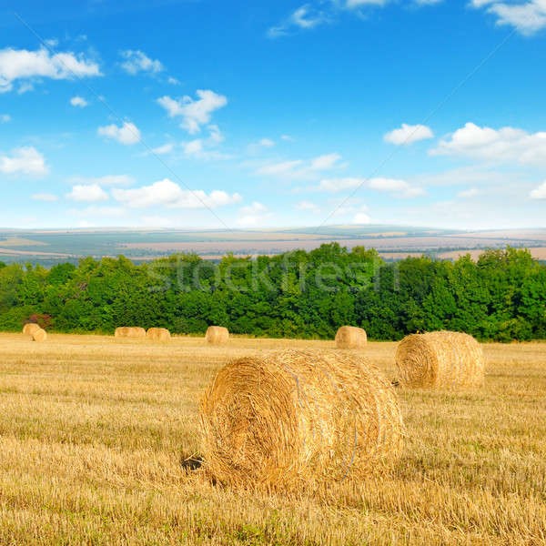 Foto stock: Paja · campo · de · trigo · cielo · azul · cielo · hierba · fondo