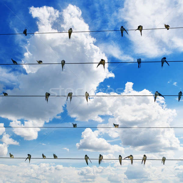 flock of swallows on blue sky background Stock photo © alinamd