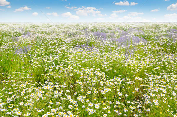 Field with daisies and blue sky, focus on foreground Stock photo © alinamd