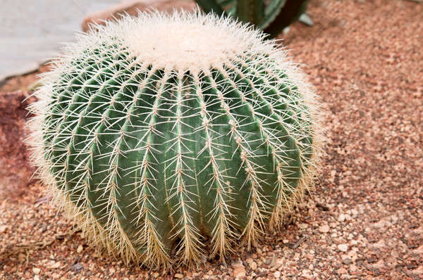 Kaktus szklarnia kwiat charakter piasku piłka Zdjęcia stock © alinamd