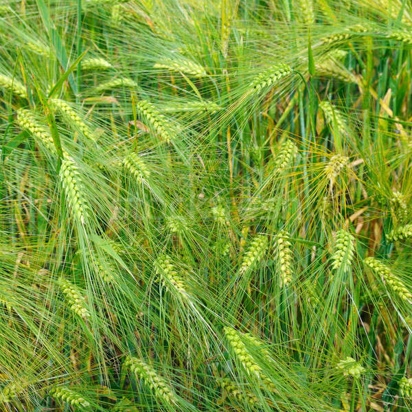 bright background of wheat ears Stock photo © alinamd