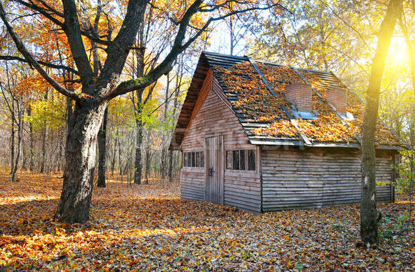 shelter in the beautiful autumn forest Stock photo © alinamd