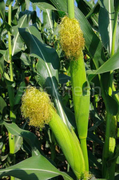 ушки кукурузы области продовольствие природы пейзаж Сток-фото © alinamd