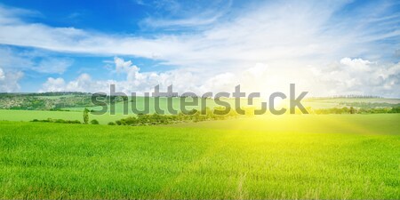 wheat field and sunrise in the blue sky Stock photo © alinamd