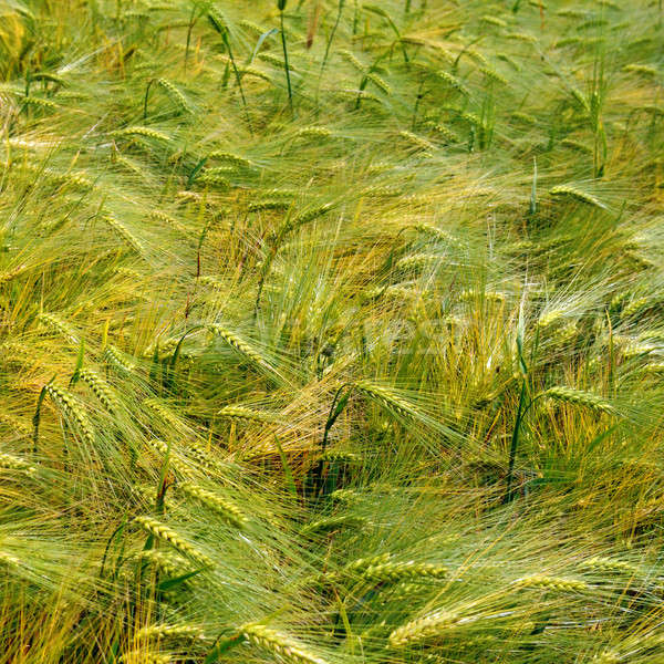 ears of wheat Stock photo © alinamd