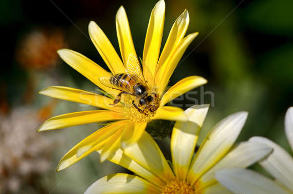 bee on a beautiful flower Stock photo © alinamd