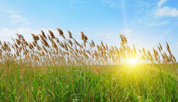 thicket of reeds over blue sky background Stock photo © alinamd