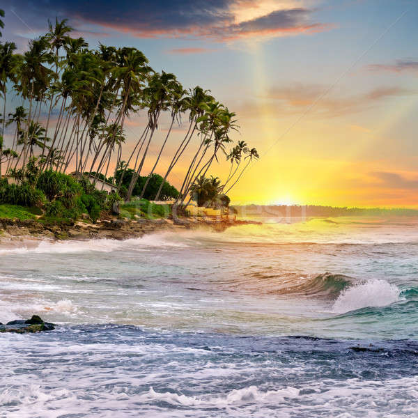 Fantástico amanecer océano cielo agua árbol Foto stock © alinamd