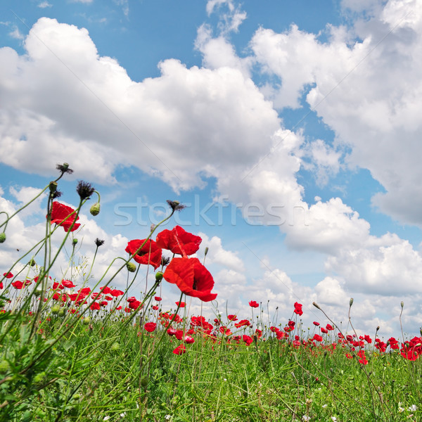 Verde campo blue sky céu flores Foto stock © alinamd