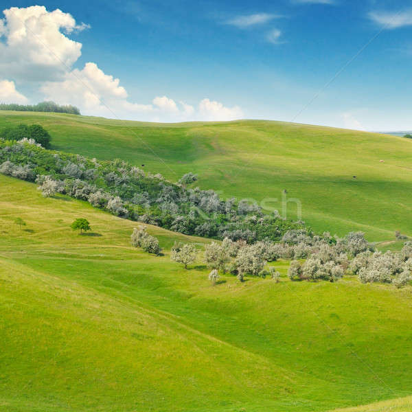 green field and blue sky with light clouds Stock photo © alinamd