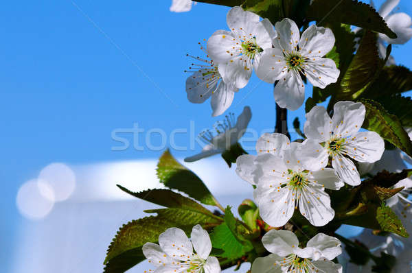 Stock photo: Blossoming cherry against the blue sky.